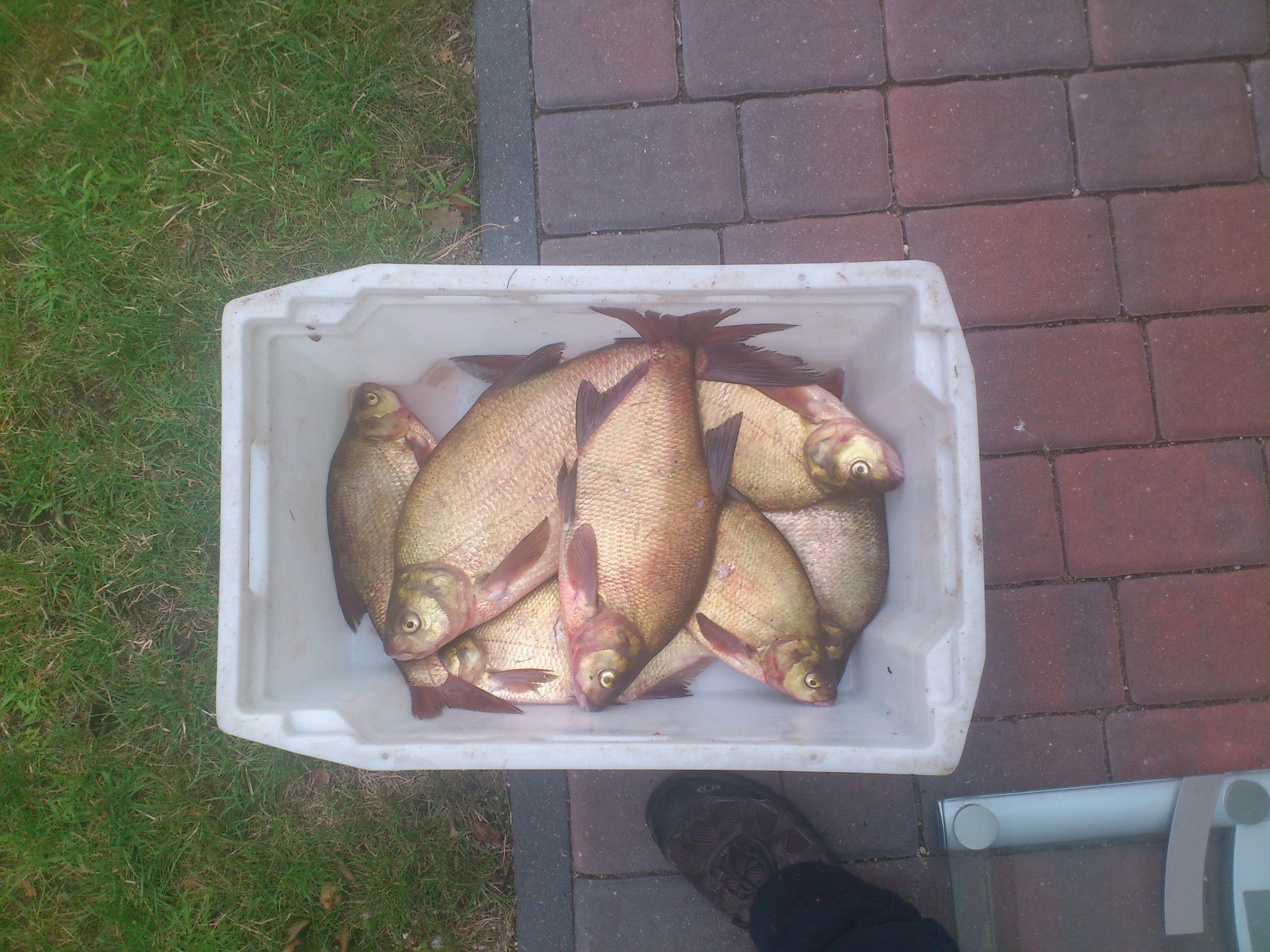 7 sztuk / 14.5 kg